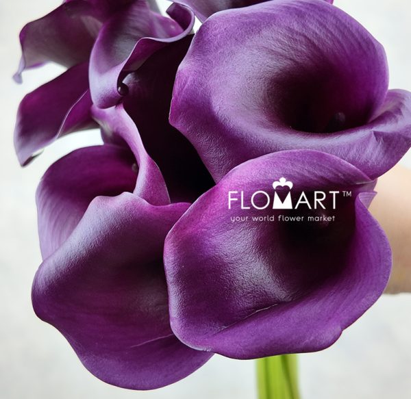 Calla Durban