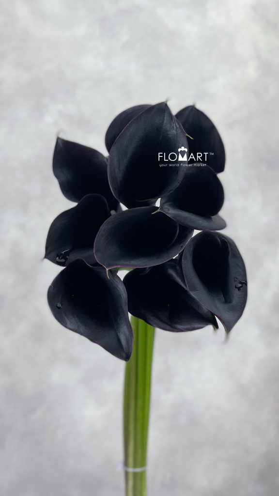 Calla Escape