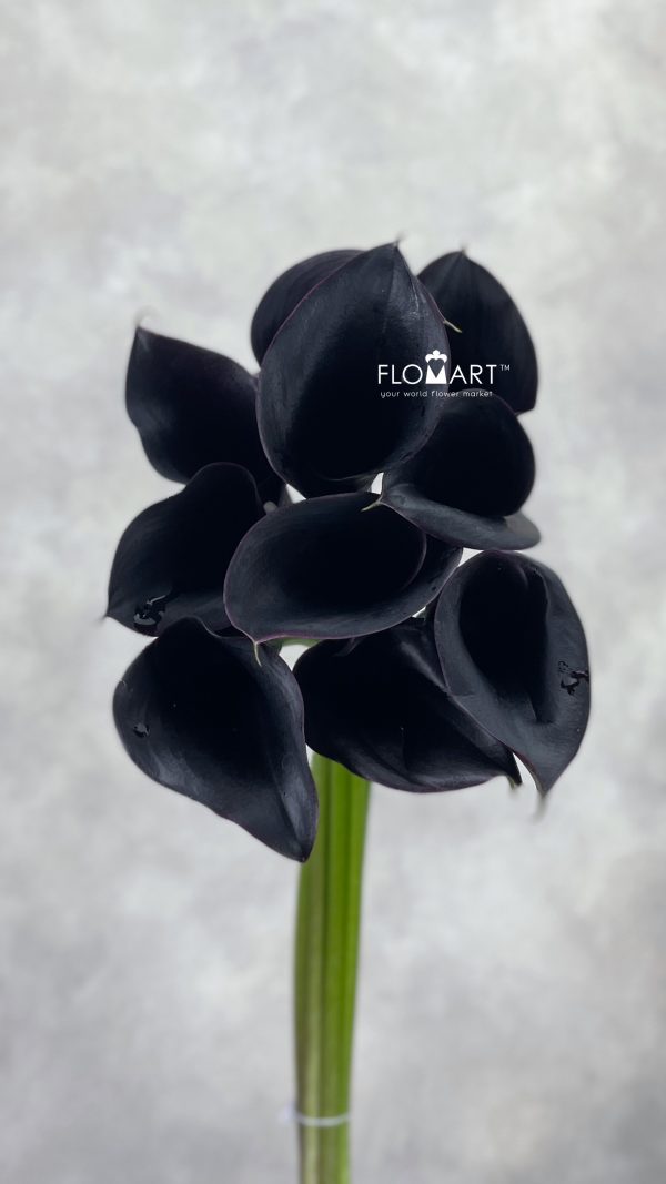 Calla Escape