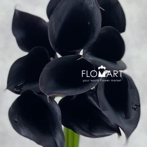 Calla Escape