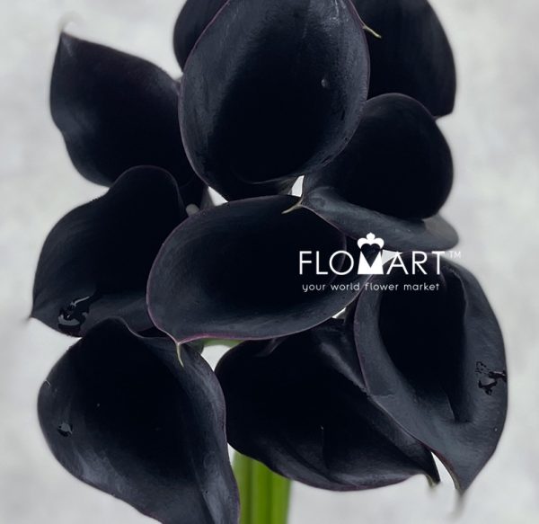 Calla Escape