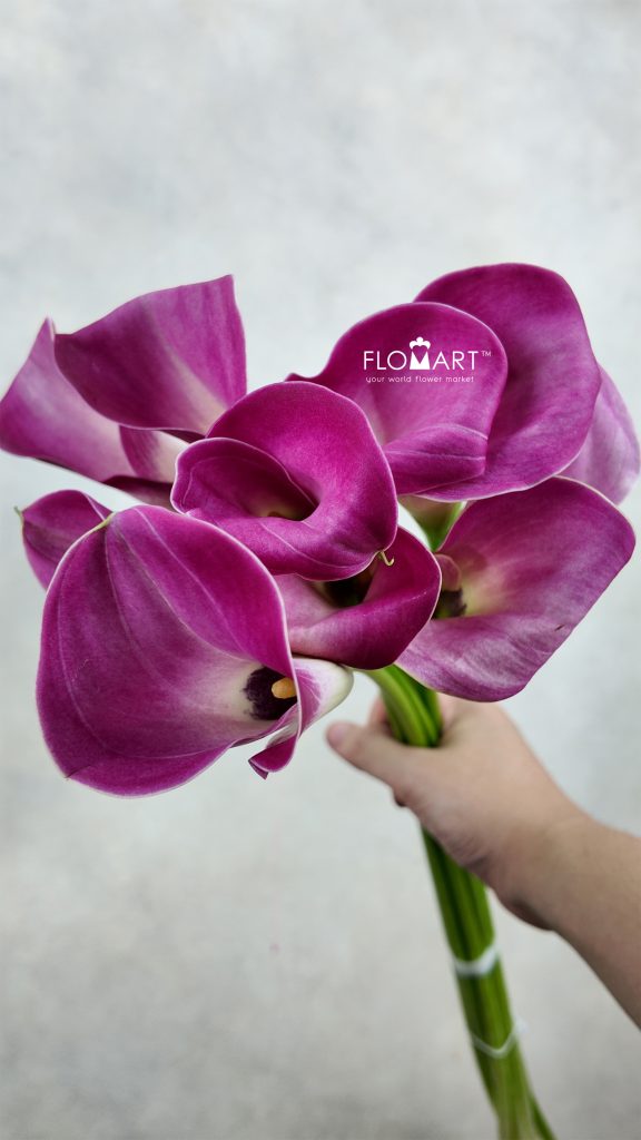 Calla Fantasia
