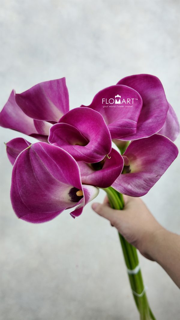 Calla Fantasia