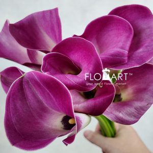 Calla Fantasia