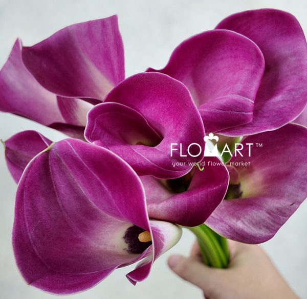 Calla Fantasia