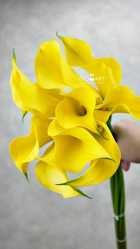 Calla Gold Medal