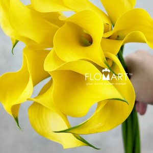 Calla Gold Medal