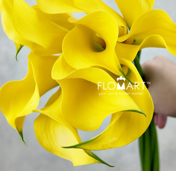 Calla Gold Medal