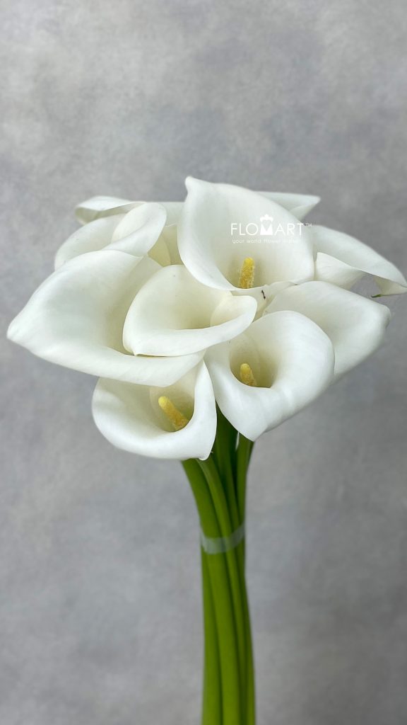 Calla Ivory Art