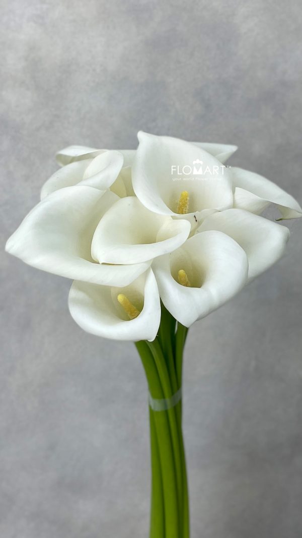 Calla Ivory Art Calla Ivory Art