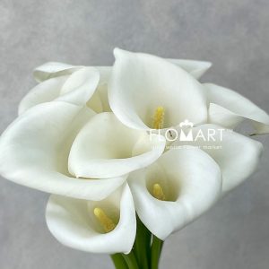 Calla Ivory Art