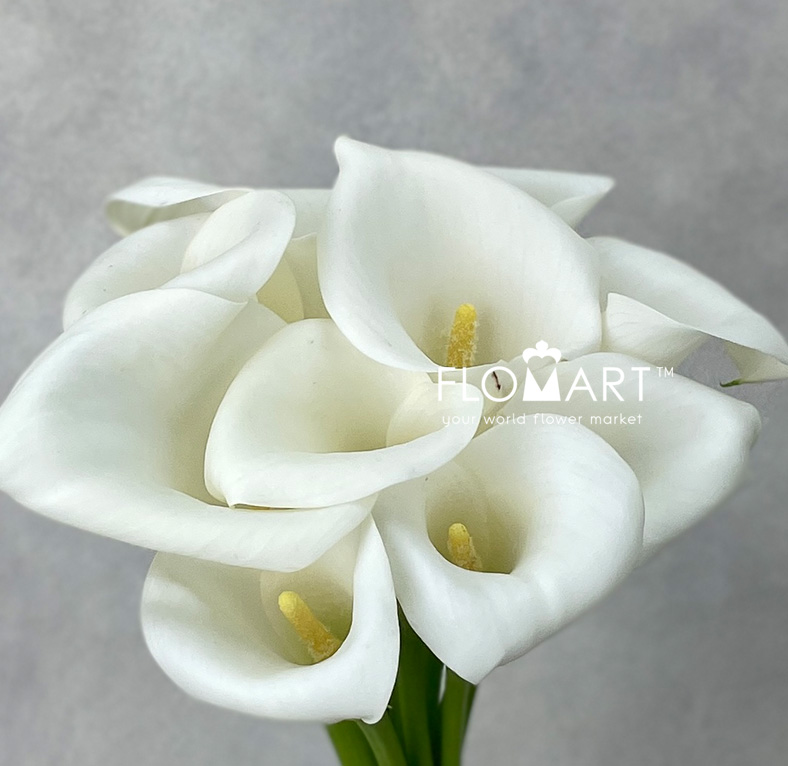 Calla Ivory Art