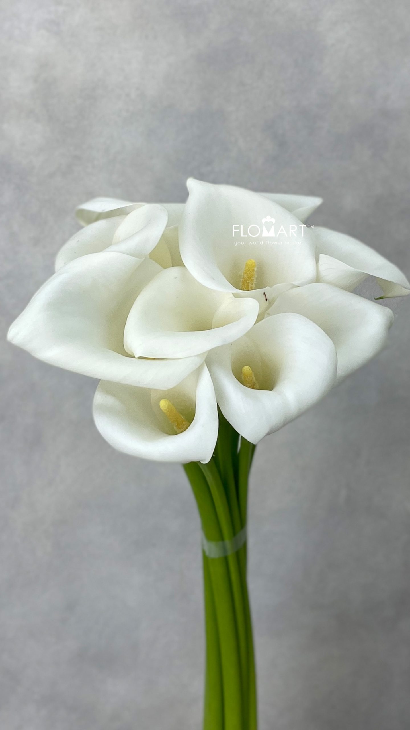 Calla Ivory Art
