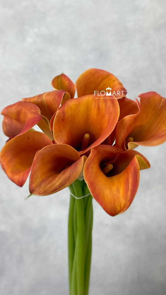 Calla Lady Marmalade