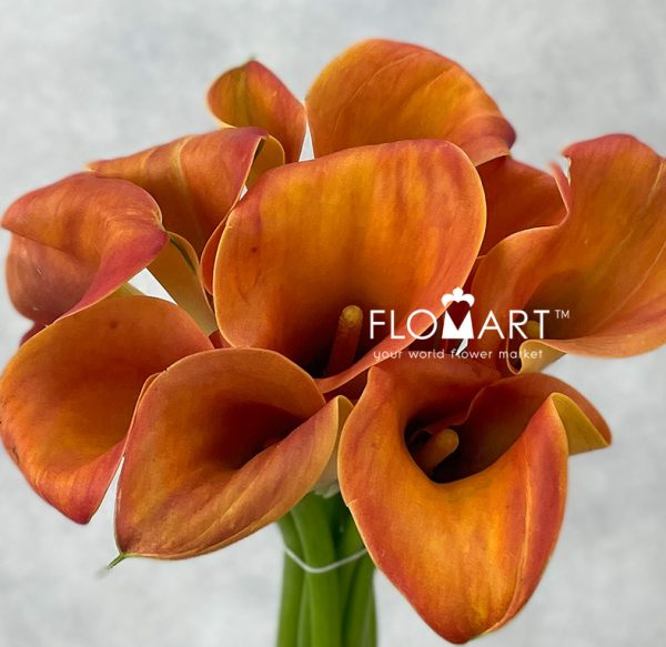 Calla Lady Marmalade
