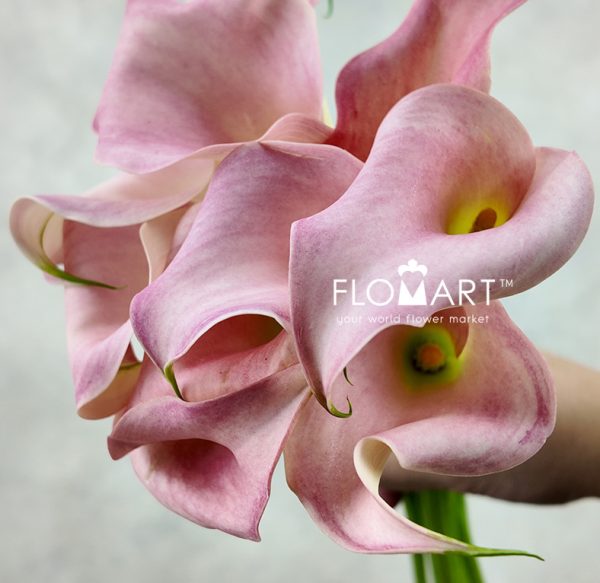 Calla Manila