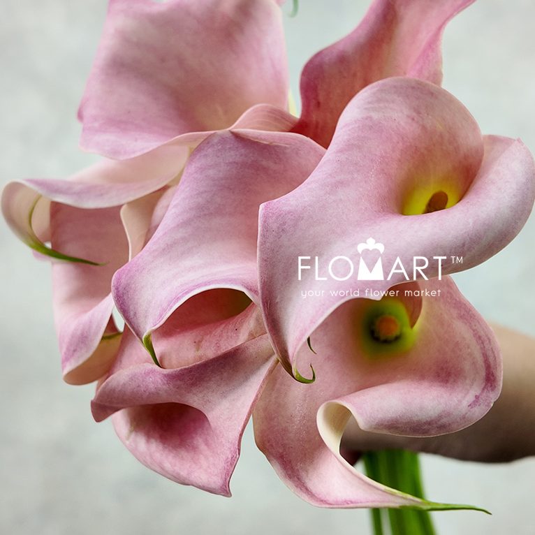 Calla Manila