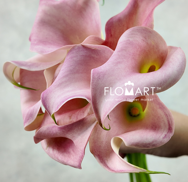 Calla Manila