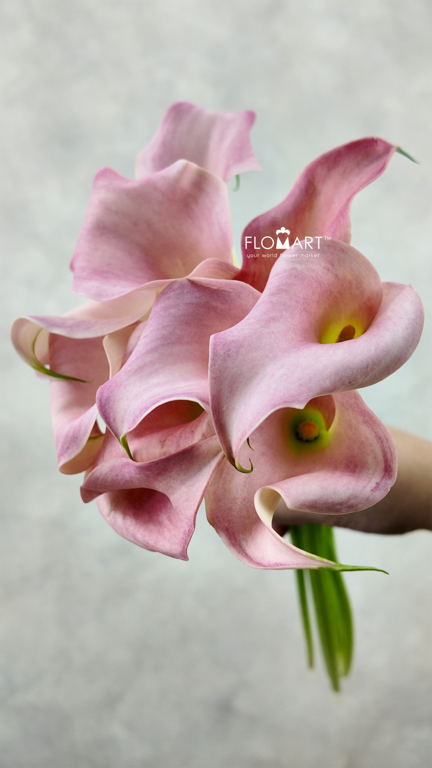 Calla Manila