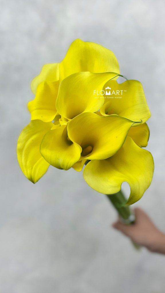 Calla Monte Carlo