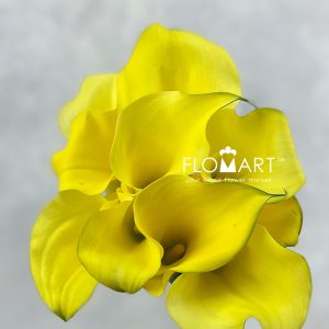Calla Monte Carlo