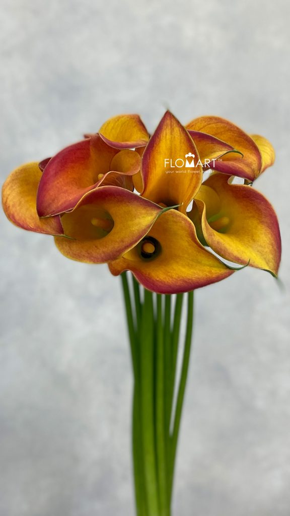 Calla Morning Sun