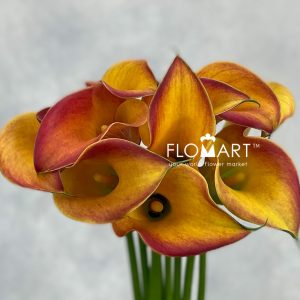 Calla Morning Sun