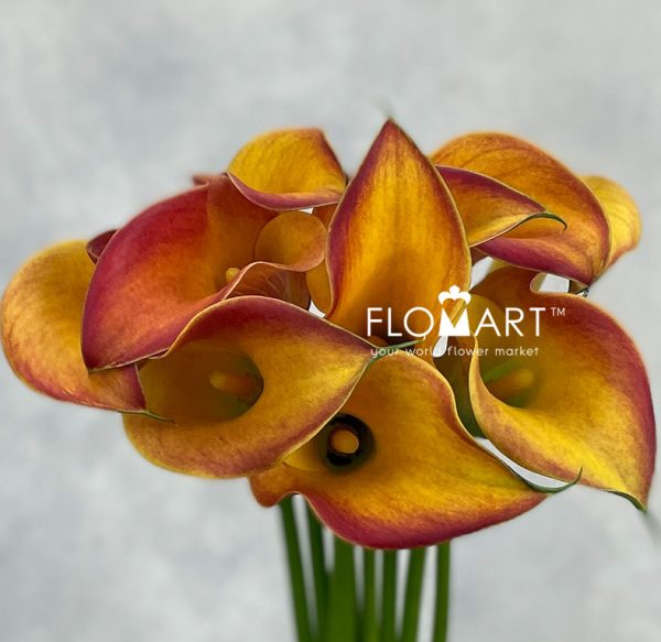Calla Morning Sun