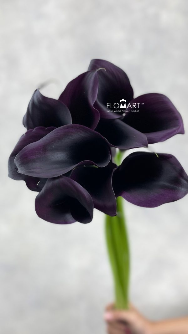 Calla Odessa