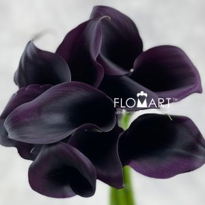 Calla Odessa