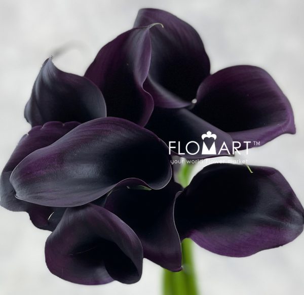 Calla Odessa