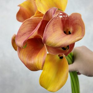 Calla Orange Pride