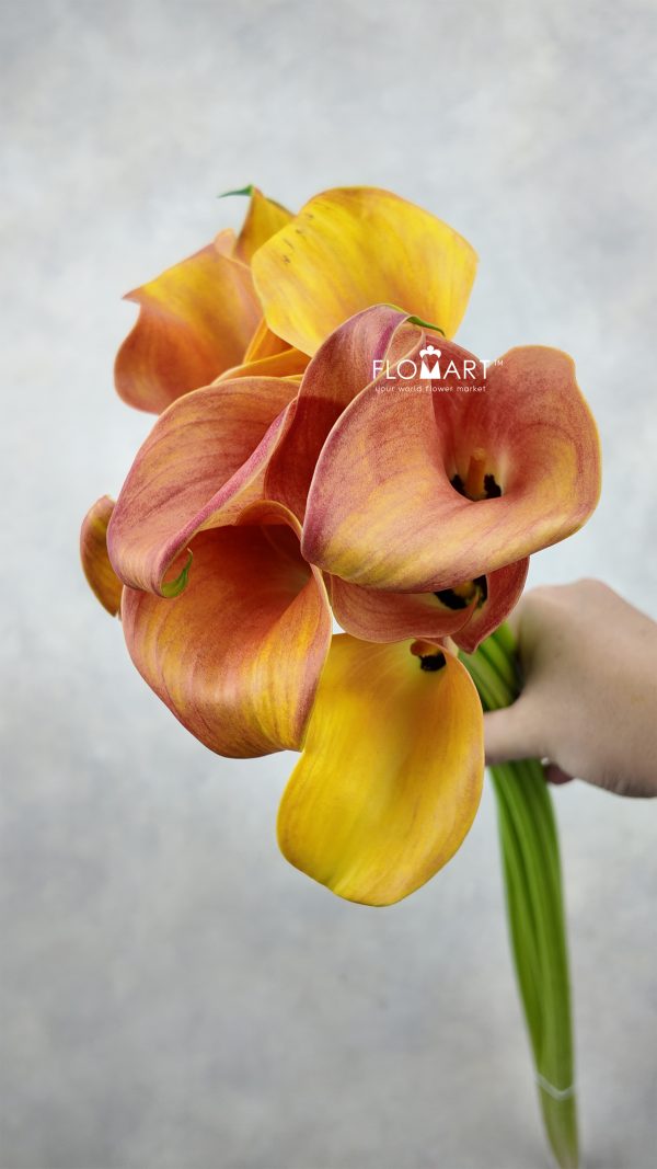 Calla Orange Pride
