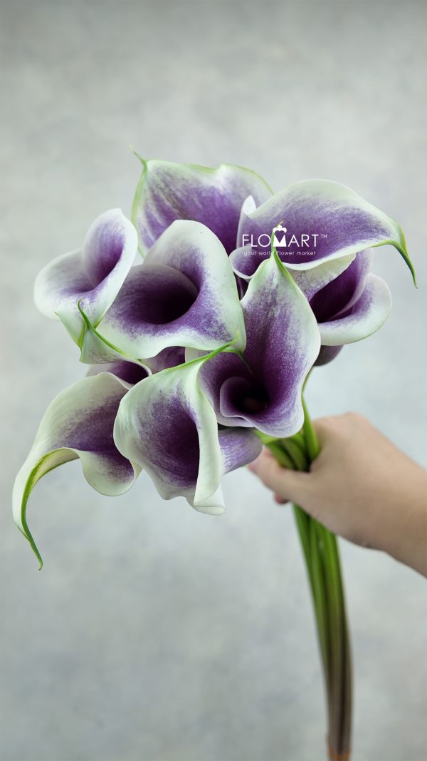 Calla Picasso