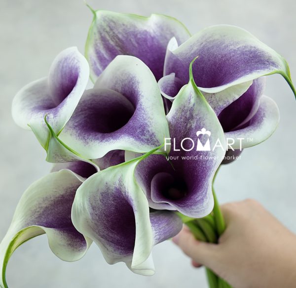 Calla Picasso