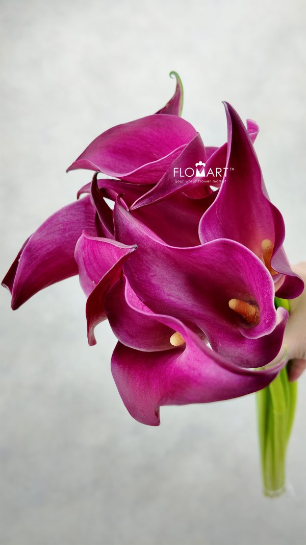Calla Pink Jewel Calla Pink Jewel