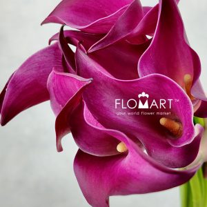 Calla Pink Jewel