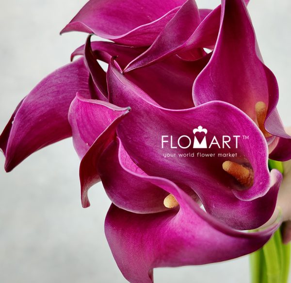 Calla Pink Jewel