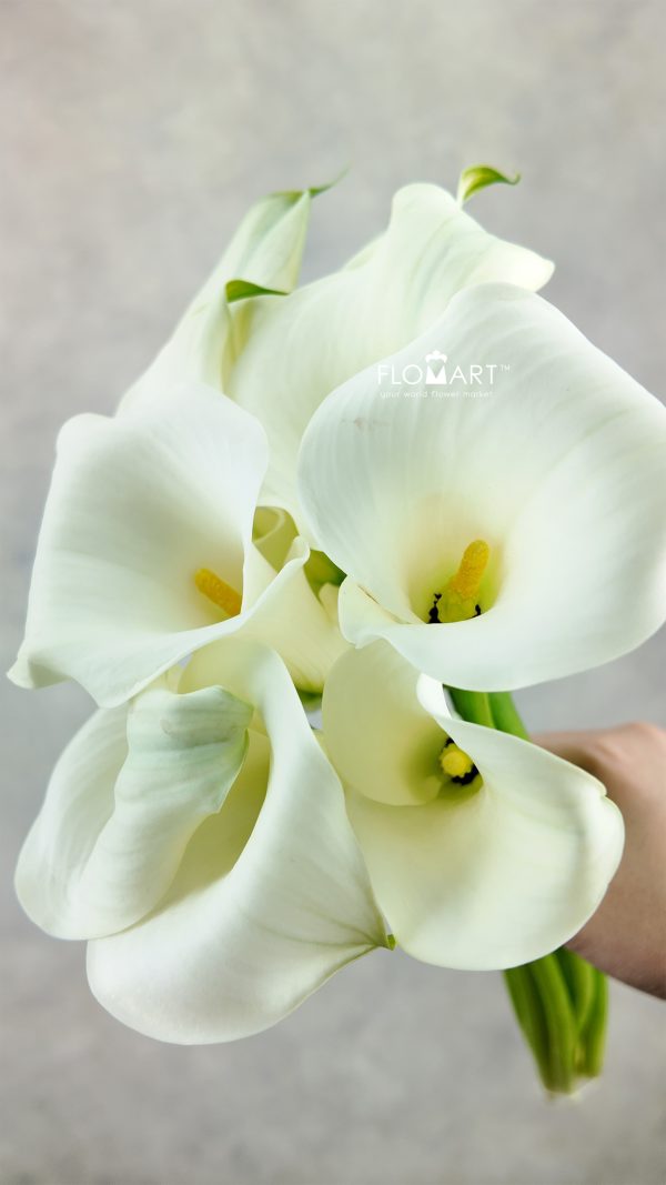 Calla Pure Art