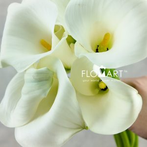 Calla Pure Art