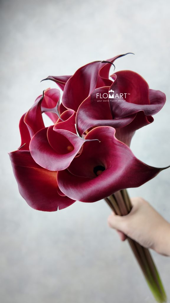 Calla Red Charm