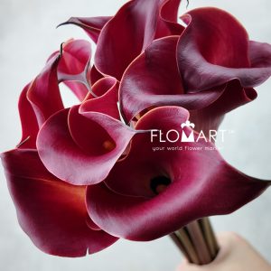 Calla Red Charm