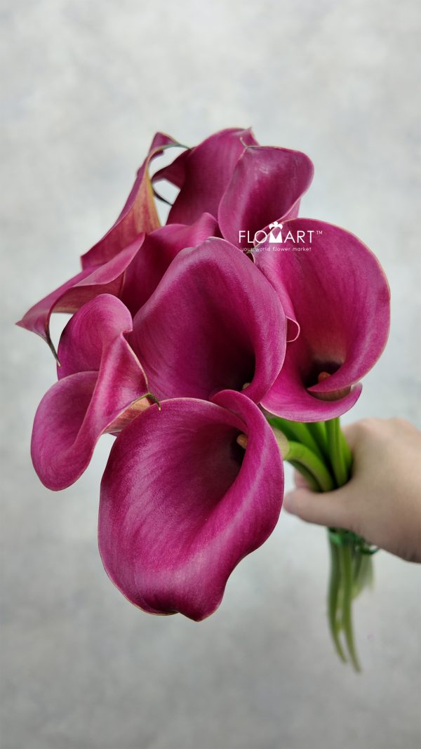 Calla Red Salsa