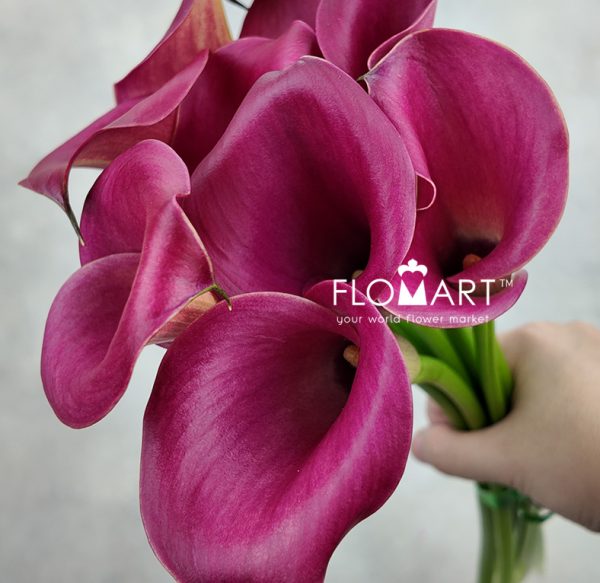 Calla Red Salsa