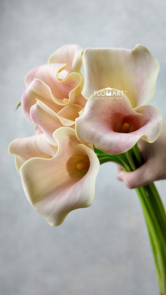 Calla Royal Salsa