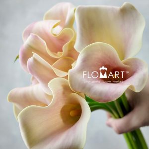 Calla Royal Salsa