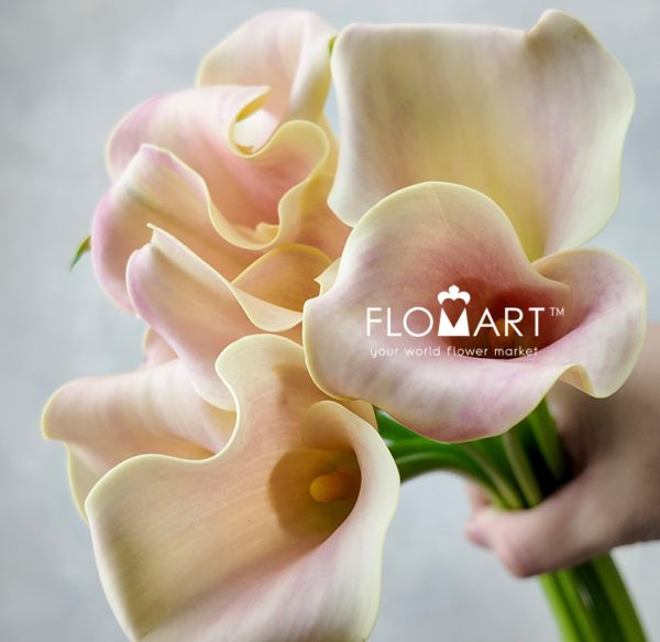 Calla Royal Salsa