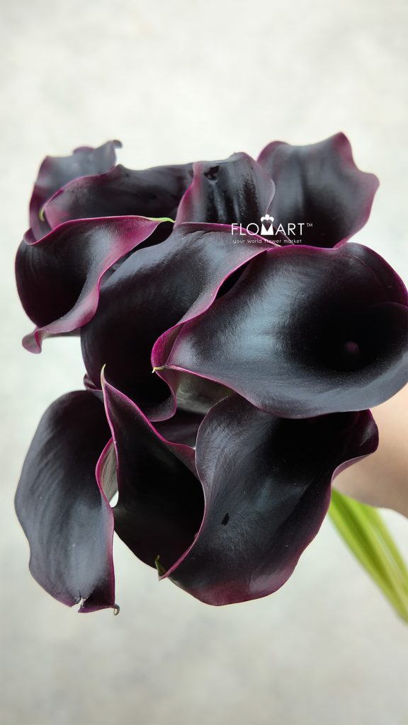 Calla Rudolph