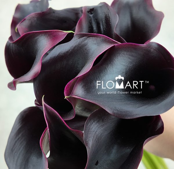Calla Rudolph