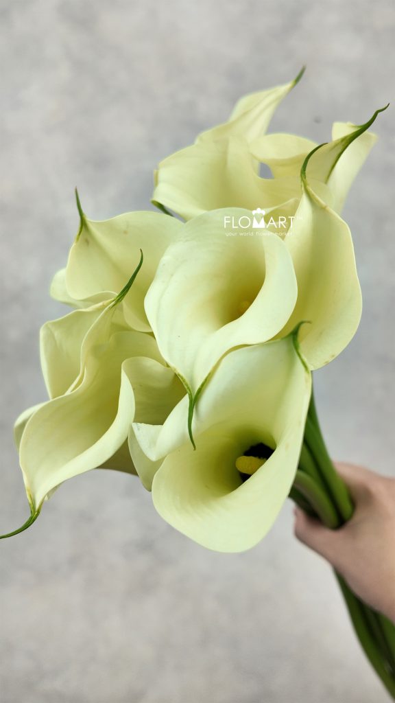 Calla Snowstar